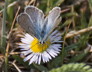 Arctic Blue 9513